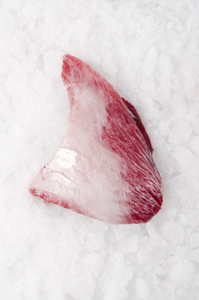 parpatana de atún rojo