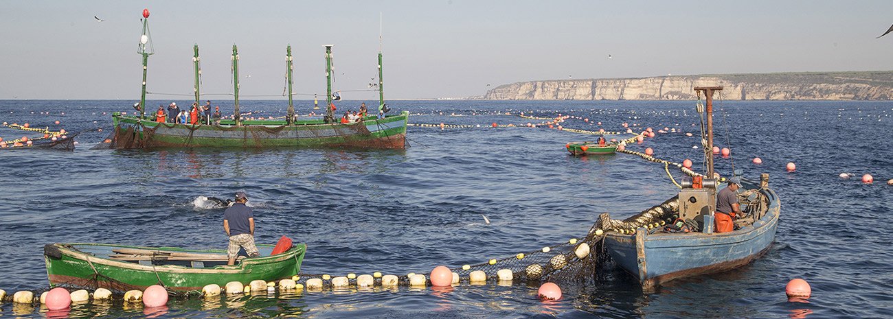 barcos de pesca de almadraba de atun rojo